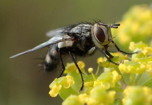 Exorista sp.